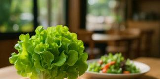 ผักกรีนโอ๊คคืออะไร? ทำไมร้านอาหารแนวสุขภาพนิยมใช้กัน รู้จักกับกรีนโอ๊ค: ผักใบเขียวที่โดดเด่นทั้งรสชาติและคุณภาพ