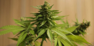 CBD สูง THC ต่ำ เลือกใช้แบบไหนไม่ให้หลงคำโฆษณาและพลาดข้อกฎหมาย CBD สูง THC ต่ำ เลือกใช้แบบไหนไม่ให้หลงคำโฆษณาและพลาดข้อกฎหมาย