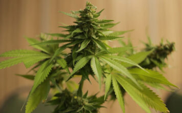 CBD สูง THC ต่ำ เลือกใช้แบบไหนไม่ให้หลงคำโฆษณาและพลาดข้อกฎหมาย CBD สูง THC ต่ำ เลือกใช้แบบไหนไม่ให้หลงคำโฆษณาและพลาดข้อกฎหมาย