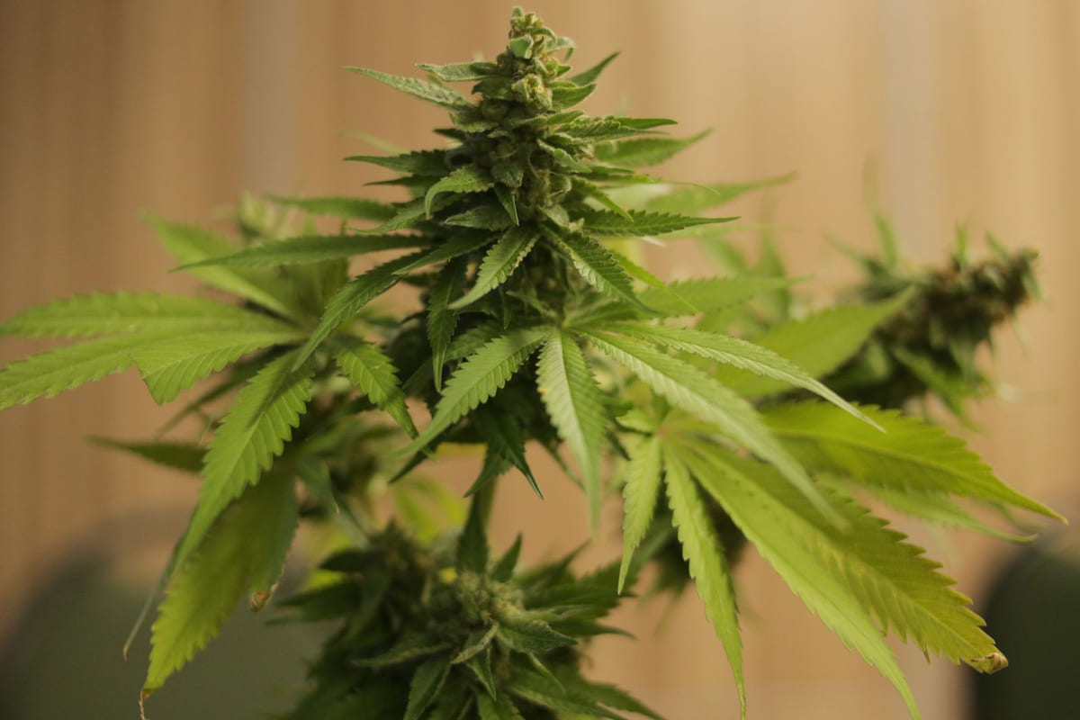 CBD สูง THC ต่ำ เลือกใช้แบบไหนไม่ให้หลงคำโฆษณาและพลาดข้อกฎหมาย